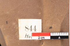 Foto (Detailsansicht) von Quercus palaeoilex Ettingshausen (NHMW-GEO-2024-0188-0844)